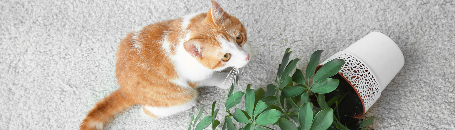3 astuces pour éloigner nos chats des plantes d'intérieur