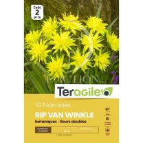 10 Narcisses Rip Van Winkle Teragile
