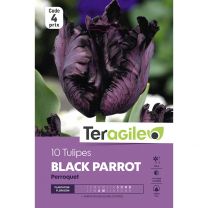 10 Tulipes Black Parrot Perroquet Teragile