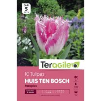 10 Tulipes Huis Ten Bosch Frangées Teragile