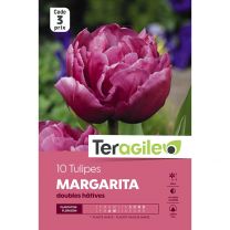 10 Tulipes Margarita Teragile