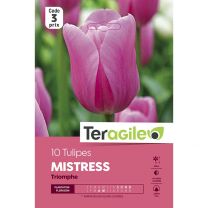 10 Tulipes Mistress Triomphe Teragile