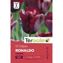 10 Tulipes Ronaldo Triomphe Teragile