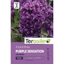 4 Jacinthes Purple Sensation Orientales Teragile