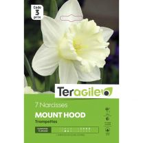 7 Narcisses Mount Hood Trompettes Teragile