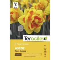 8 Narcisses Ascot Teragile