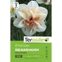 8 Narcisses Delnashaugh Fleurs Doubles Teragile