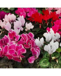 pointvert-est-mini-cyclamen-105cm-vb4079_3.jpg